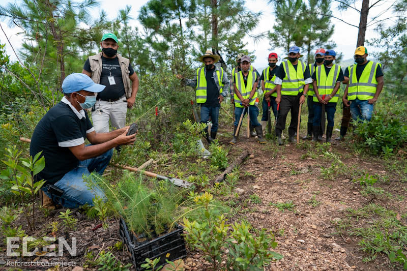 Eden Project - Two Trees for the Future